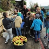 obst-aepfel-zwetschgen-005