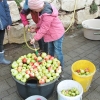 obst-aepfel-zwetschgen-009