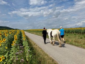 Reittherapie für psychisch erkrankte junge Menschen